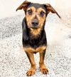 adoptable Dog in  named RYLAN