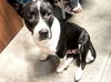 adoptable Dog in  named WB