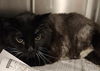 adoptable Cat in  named TEELA