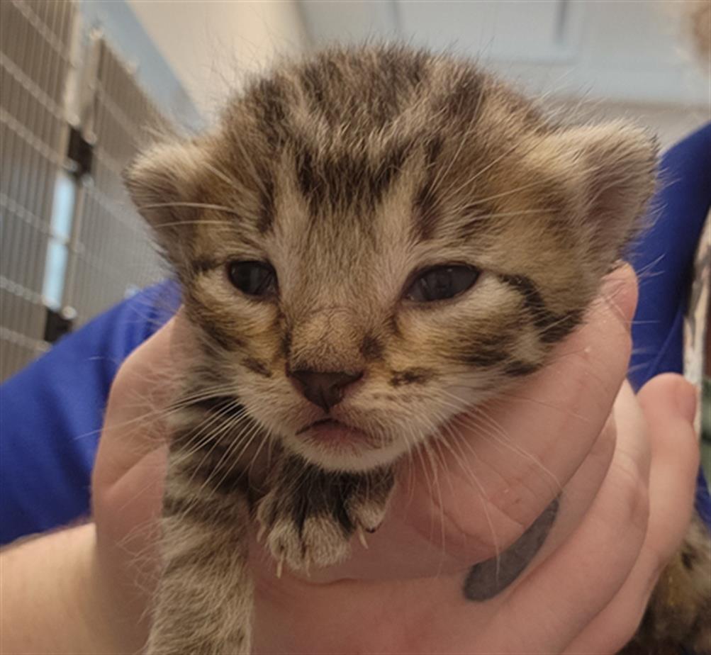 adoptable Cat in Houston, TX named A637591