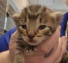 adoptable Cat in houston, TX named A637591