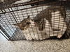 adoptable Cat in  named JJ