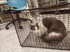 adoptable Cat in  named FRANCIS