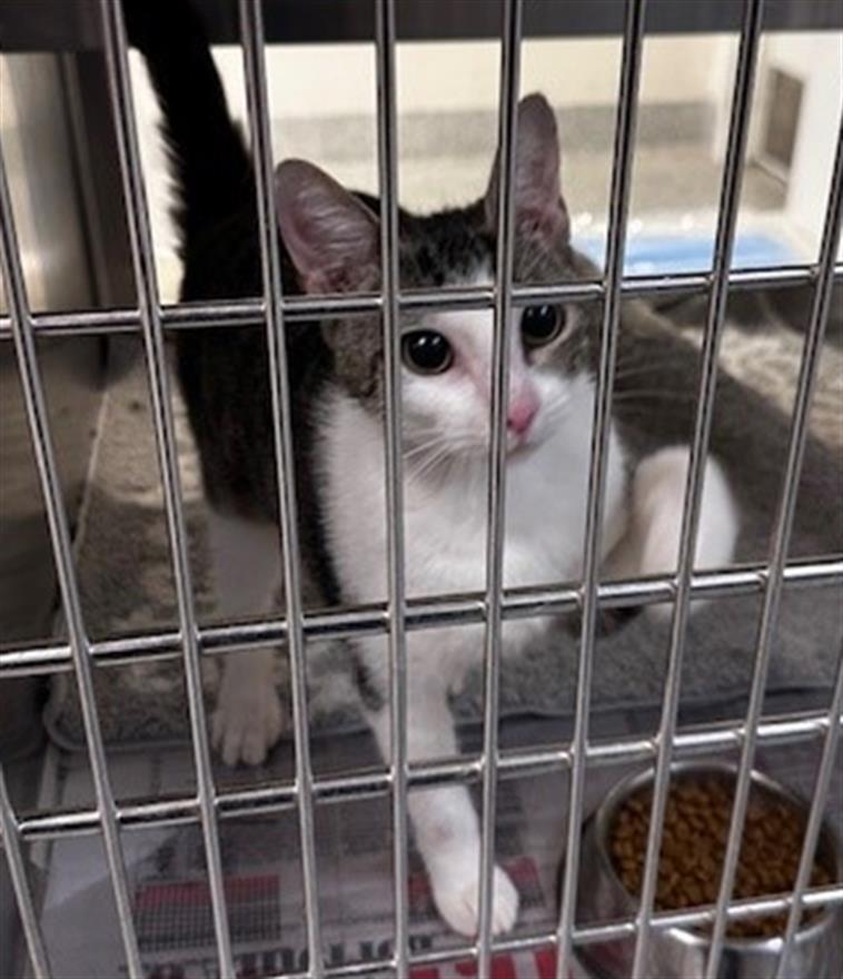 adoptable Cat in Houston, TX named 18