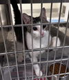 adoptable Cat in  named 18