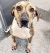 adoptable Dog in houston, TX named BREE