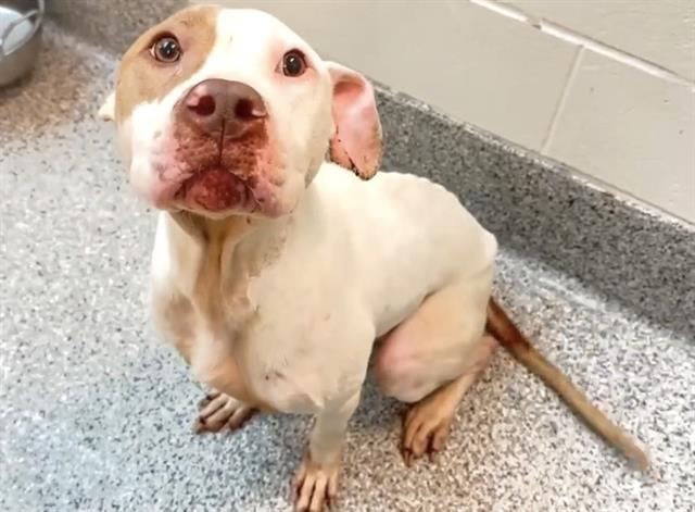 adoptable Dog in Houston, TX named DUNCAN