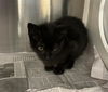 adoptable Cat in houston, TX named A638871