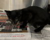 adoptable Cat in houston, TX named A638872