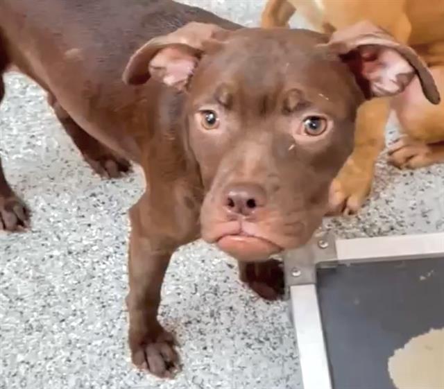 adoptable Dog in Houston, TX named SHAWNA