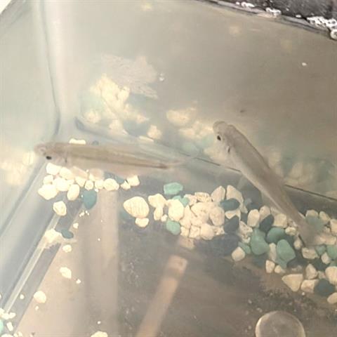 adoptable Fish in Houston, TX named A639355
