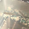 adoptable Fish in Houston, TX named A639355