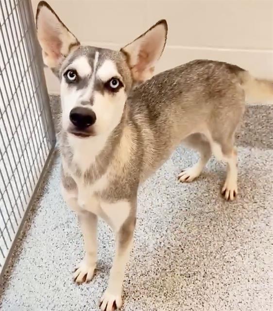 adoptable Dog in Houston, TX named VERA