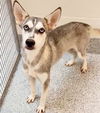 adoptable Dog in Houston, TX named VERA
