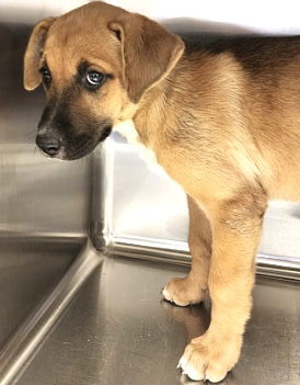 adoptable Dog in Houston, TX named A639730