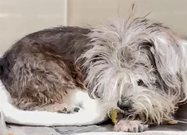 adoptable Dog in Houston, TX named MARTHA JANE