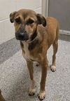 adoptable Dog in Houston, TX named DAFFY