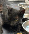 adoptable Cat in Houston, TX named A639863