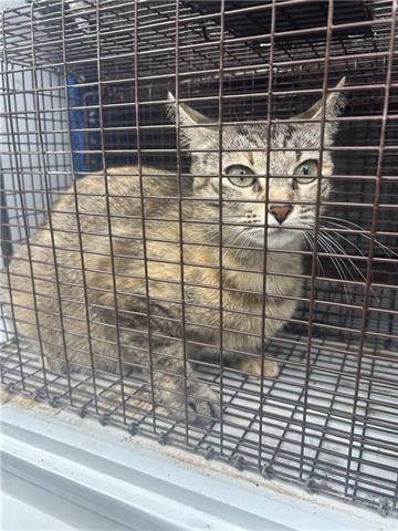 adoptable Cat in Houston, TX named CHARLIE