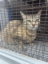 adoptable Cat in Houston, TX named CHARLIE