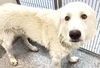 adoptable Dog in Houston, TX named CHARLIE BOY
