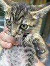 adoptable Cat in Houston, TX named A639867