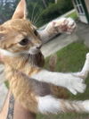 adoptable Cat in Houston, TX named A639869
