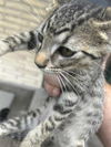 adoptable Cat in Houston, TX named A639870