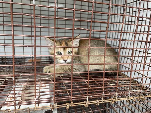 adoptable Cat in Houston, TX named A639882