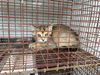 adoptable Cat in Houston, TX named A639882
