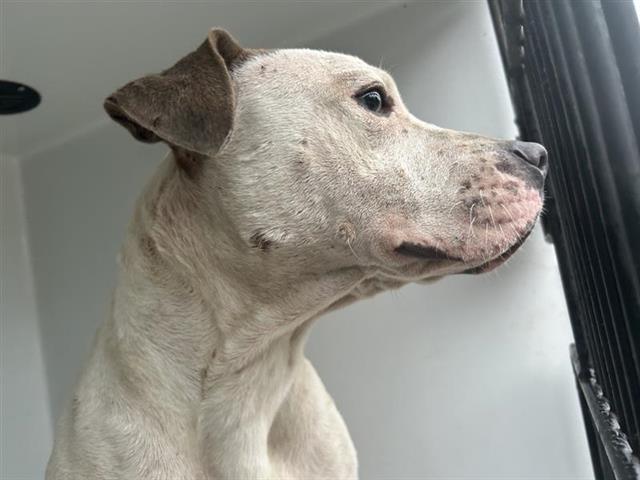 adoptable Dog in Houston, TX named DEPUTY DAWG