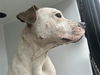 adoptable Dog in  named DEPUTY DAWG