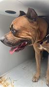 adoptable Dog in Houston, TX named A639919