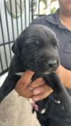 adoptable Dog in Houston, TX named CLIVE