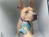 adoptable Dog in Houston, TX named COLEEN