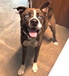 adoptable Dog in Houston, TX named ZAXBY