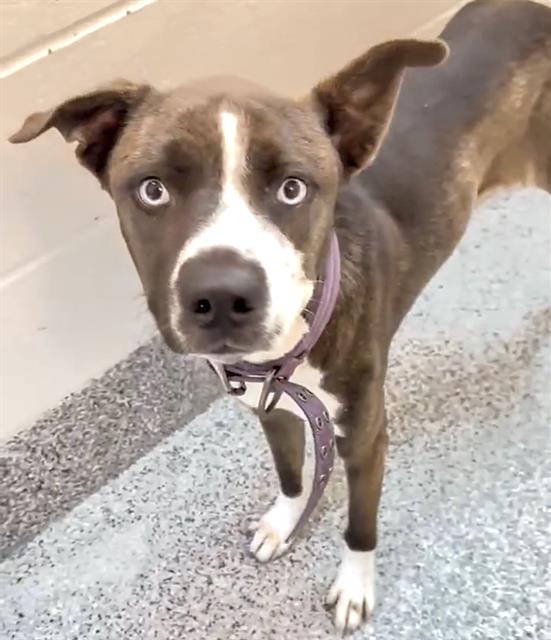 adoptable Dog in Houston, TX named ZAXBY