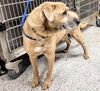 adoptable Dog in  named CANELO