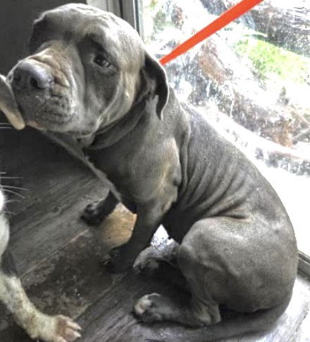 adoptable Dog in Houston, TX named HEMI