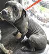 adoptable Dog in Houston, TX named HEMI