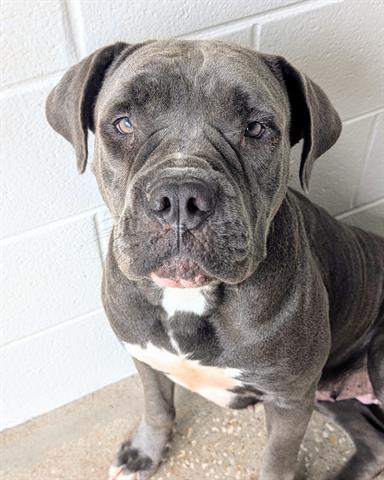 adoptable Dog in Houston, TX named HEMI