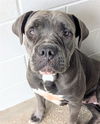 adoptable Dog in  named HEMI