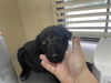 adoptable Dog in Houston, TX named JUSTIN