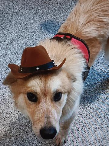 adoptable Dog in Houston, TX named STEWIE