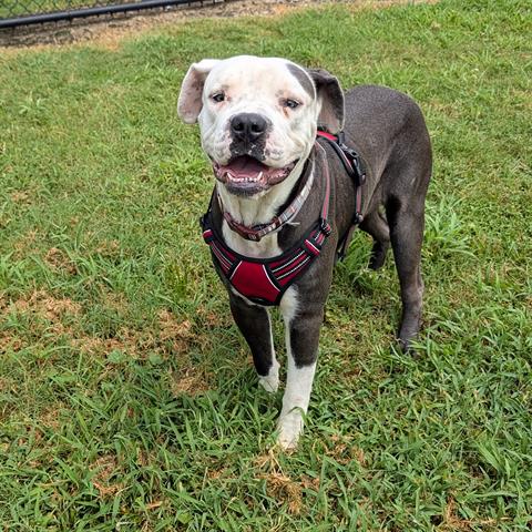 adoptable Dog in Houston, TX named DIESEL