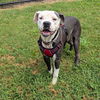 adoptable Dog in  named DIESEL