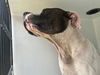 adoptable Dog in  named PIZZA THE HUTT
