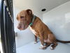 adoptable Dog in  named BOSCO