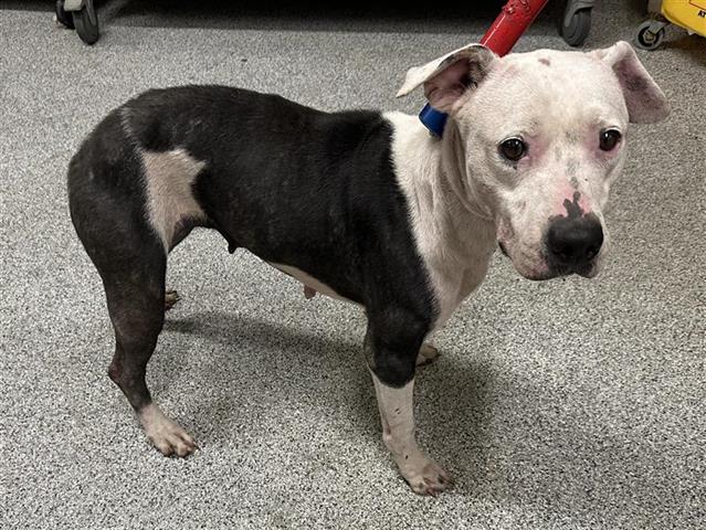 adoptable Dog in Houston, TX named A640023