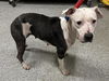 adoptable Dog in Houston, TX named A640023